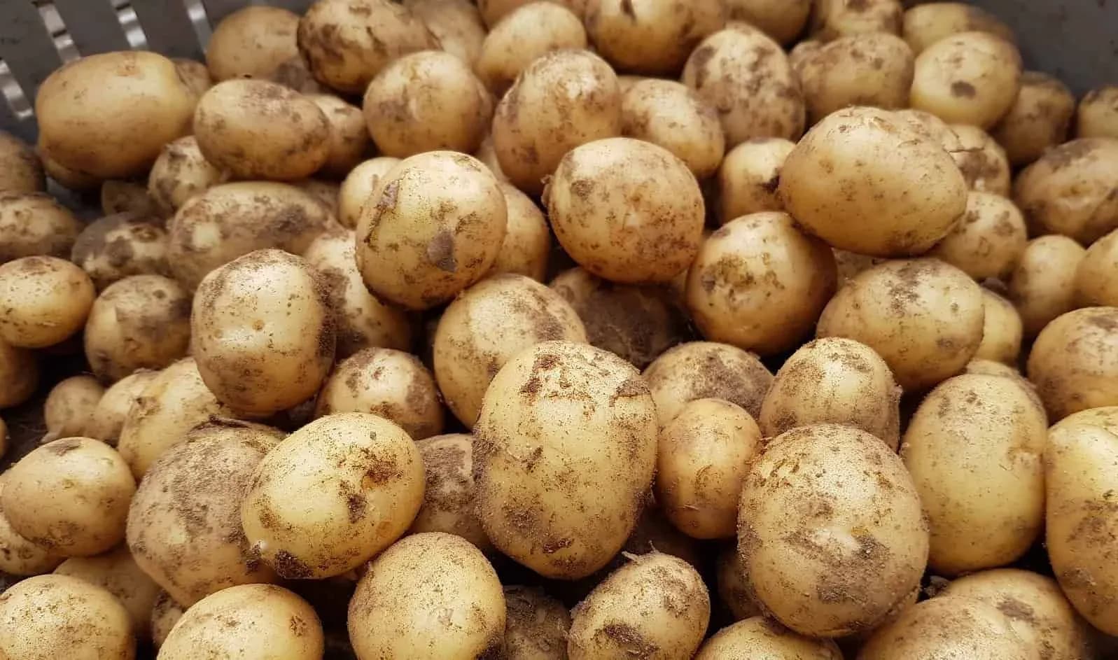 Färskpotatis -årets första