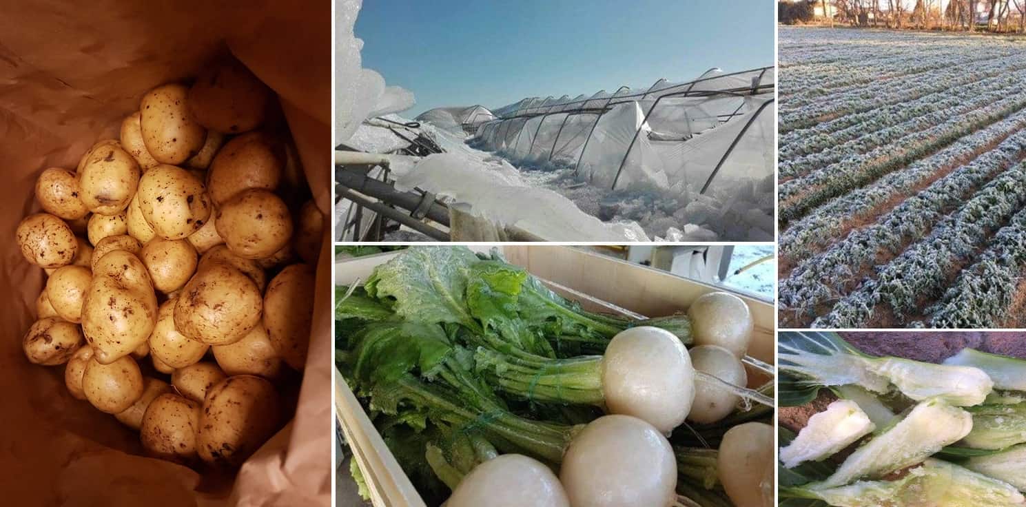 Grönsakerna fryser i Spanien